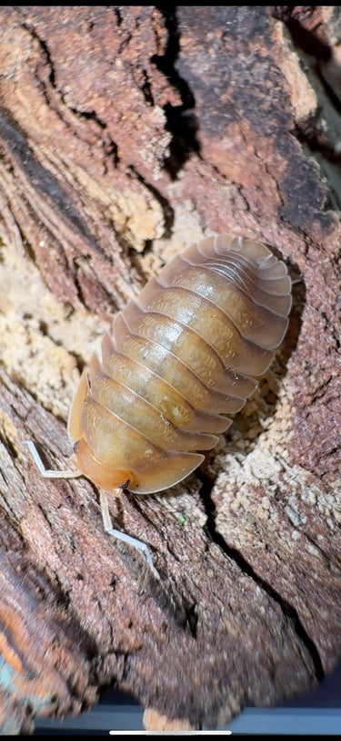Sunset Isopods (Troglodillo)